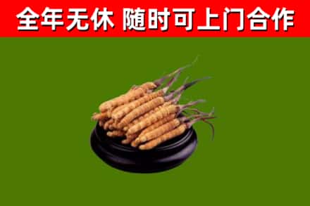 马尔康市回收散虫草
